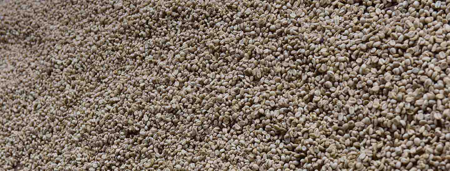 Image © David Macharia Image of coffee beans drying